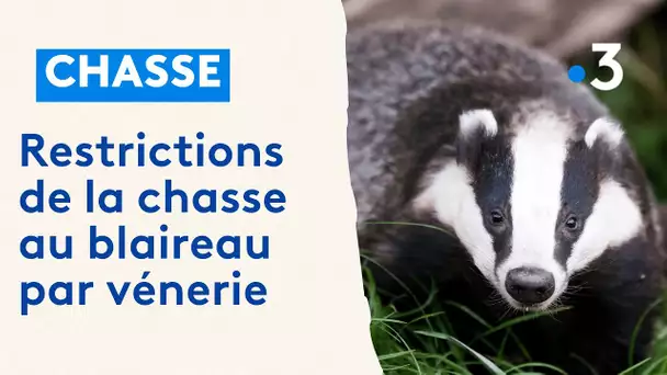 Restrictions de la chasse au blaireau par vénerie