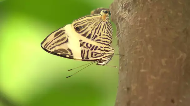 Océanopolis : des papillons dans les yeux !