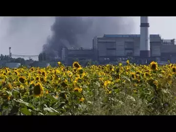 La culture du tournesol, plus rentable, revient à la mode