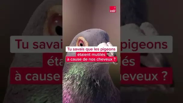 Tu savais que les pigeons étaient mutilés à cause de nos cheveux ? #shorts