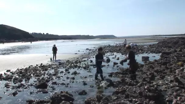 Côtes-d'Armor, le marché gratuit des fruits de mer