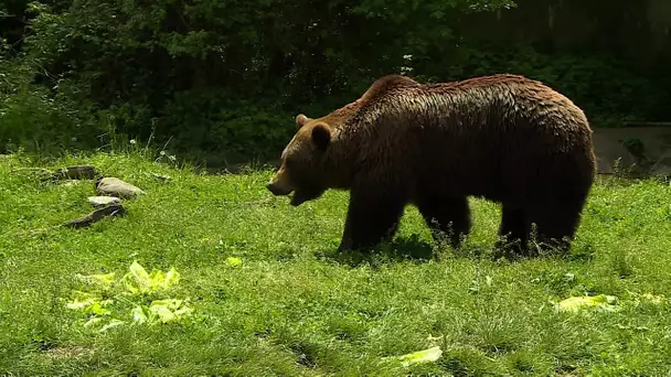 Le Parc'Ours joue son avenir.