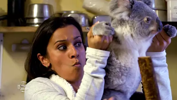 Le meilleur du Monde de Jamy - Koala, peluche ou bête sauvage ?