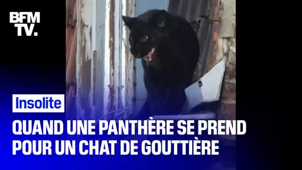 Quand une panthère se prend pour un chat de gouttière à Armentières