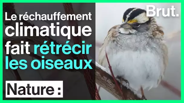 Pourquoi les oiseaux sont-ils de plus en plus petits ?