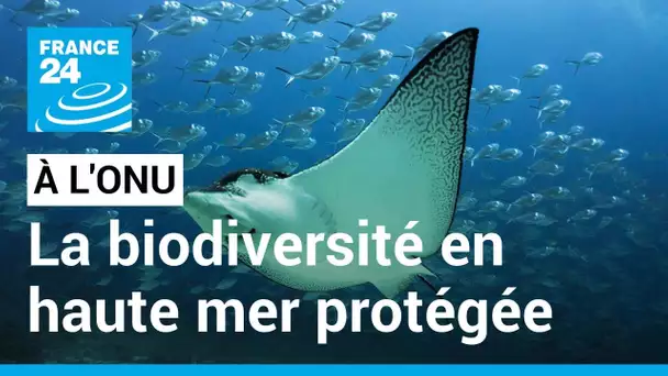 Accord à l'ONU sur le premier traité pour protéger la biodiversité en haute mer • FRANCE 24