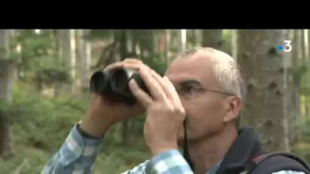 Hervé Cochard, l'homme qui regarde les arbres mourir