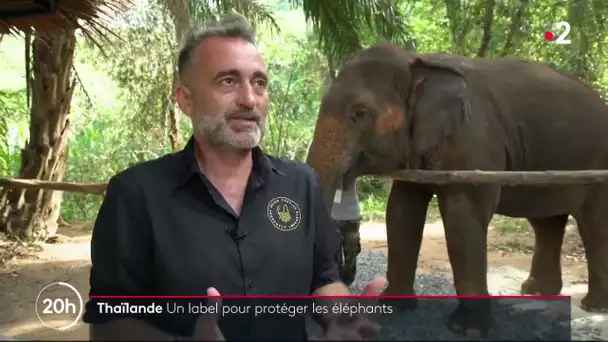 Thaïlande : un label pour protéger des éléphants