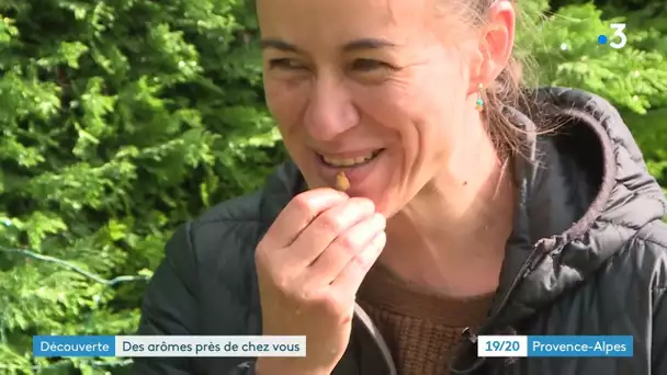 Des plantes à redécouvrir avec une balade botanique à Entrages (Alpes de haute Provence)