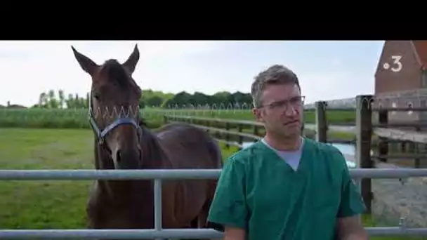 Le point de vue d'un vétérinaire sur les chevaux Boulonnais