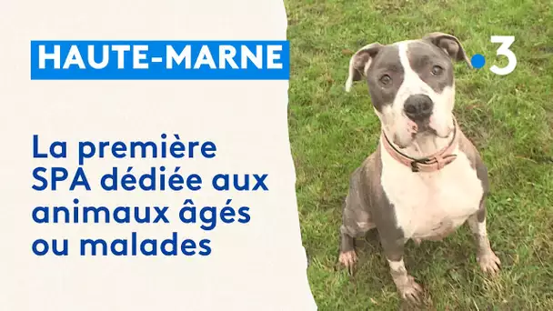 Une première SPA en Haute-Marne, spécialisée dans l'accueil des animaux âgés ou malades