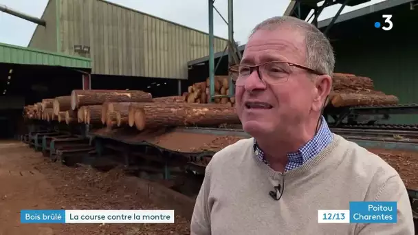 Incendies en Gironde : le temps presse pour trouver une seconde vie au bois brûlé