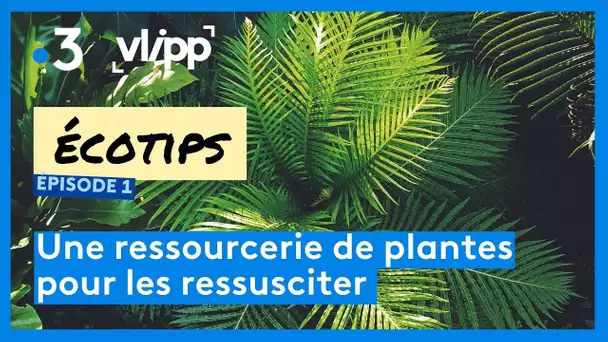 Une ressourcerie de plantes pour les ressusciter [ECOTIPS #1]