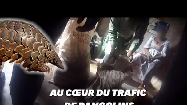 "Sur le front": enquête choc sur la chasse au pangolin pendant le Covid-19