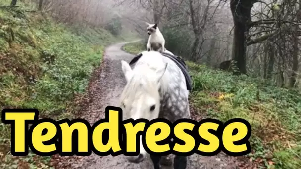 Le chat adore chevaucher dans les bois bien installé le dos de son meilleur ami cheval