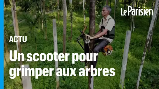 Son «scooter des arbres» permet d'atteindre le sommet de palmiers en 5 secondes