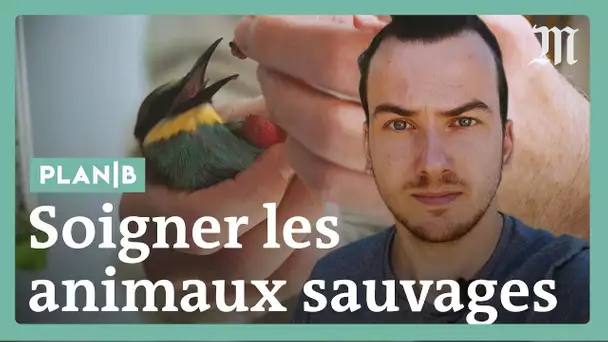 Comment des vétérinaires sauvent des animaux sauvages blessés #PlanB