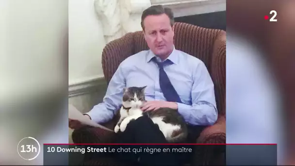 10 Downing Street : le chat règne en maître