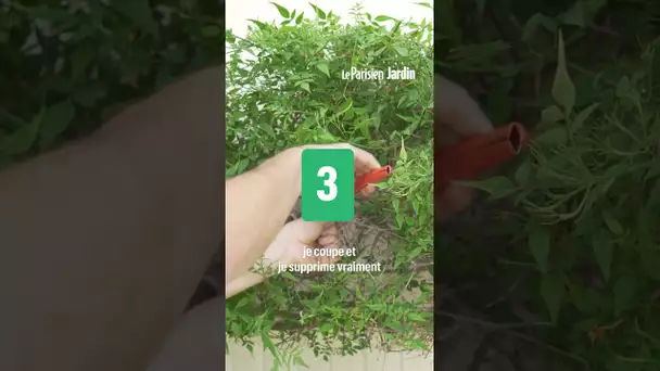 À vos sécateurs ! Le mois d'août est le meilleur moment de l'année pour tailler ses jasmins !