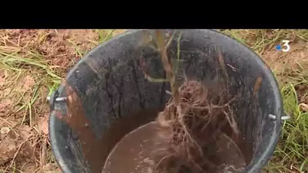 Tarn : des haies champêtres  comme réservoir de la biodiversité sur des terres agricoles citoyennes