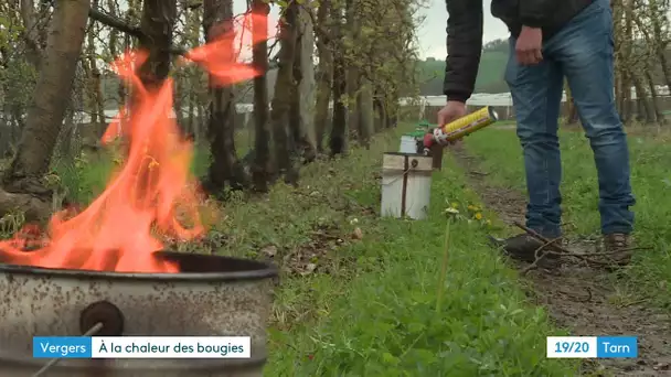 Tarn : 75000 bougies pour protéger les vergers du gel