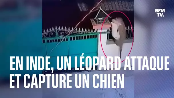 En Inde, un léopard attaque et capture un chien domestique