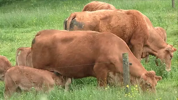 Tuberculose bovine : les réactions dans le monde agricole