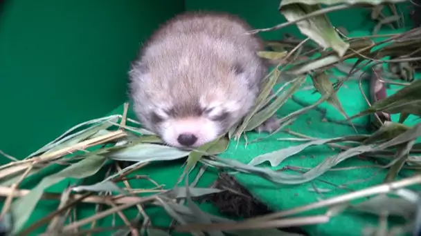 Un bébé panda roux est né dans ce zoo de l'Oregon