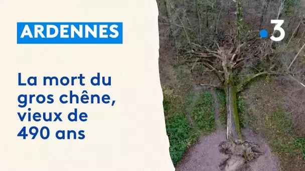 Le Gros Chêne de Boult-aux-Bois est mort, après 490 ans d'existence