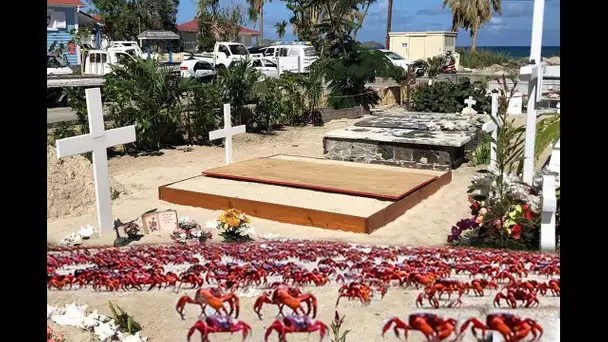 La tombe de Johnny Hallyday menacée par les crabes et le sable ! L’avocat de Laeticia alarmiste