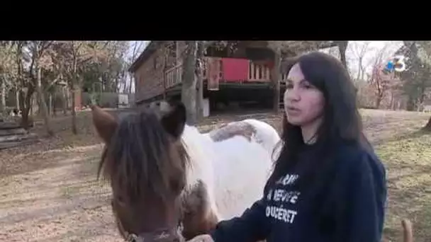 Céret : une jument blessée et abandonnée recueillie