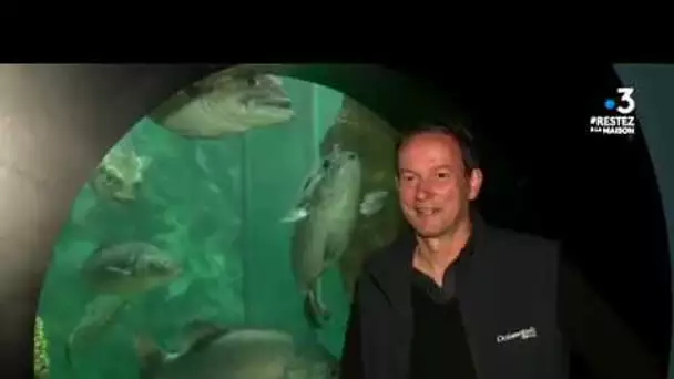 Océanopolis de Brest en période de confinement