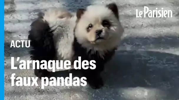 Chine : un zoo fait scandale en peignant des chiens pour les déguiser en pandas