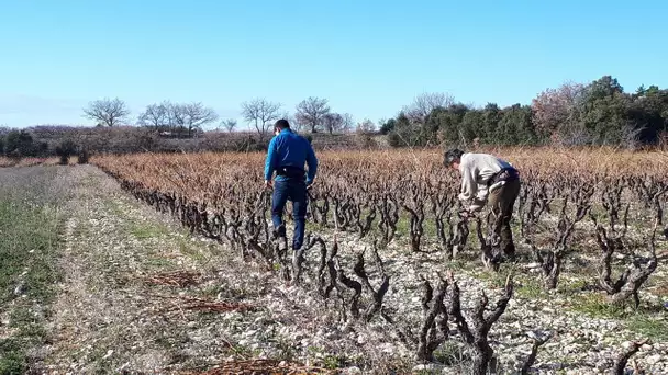 En hiver les viticulteurs sont à pied d'œuvre avec la taille des vignes