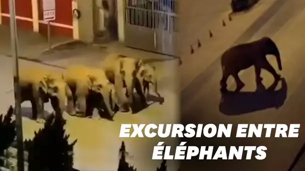 En Chine, des éléphants se promènent tranquillement en ville