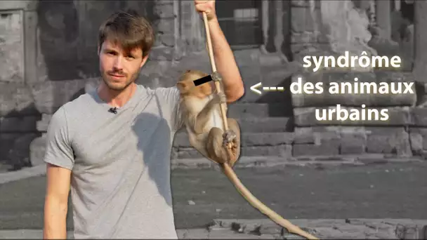 Cette ville manipule le comportement des singes