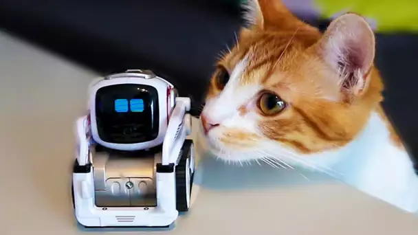 COZMO RENCONTRE UN CHAT TROP MIGNON !