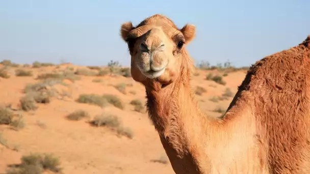 Arabie saoudite : des chameaux botoxés disqualifiés d'un concours de beauté