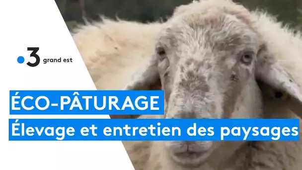 Éco-pâturage : élevage et entretien des paysages