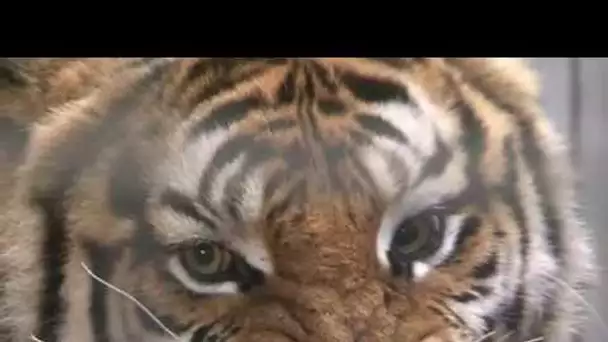 Les tigres et la serre tropicale (Documentaire)