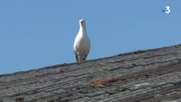 Stérilisation des nids de goélands par drone à Douarnenenez