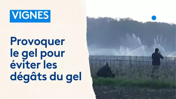 Vignes : provoquer le gel pour éviter les dégâts du gel