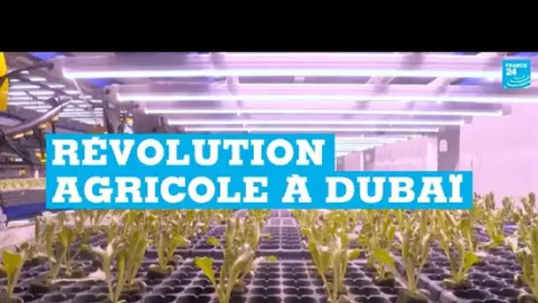 Révolution agricole à Dubaï