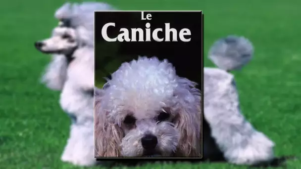 Le Caniche - Film documentaire