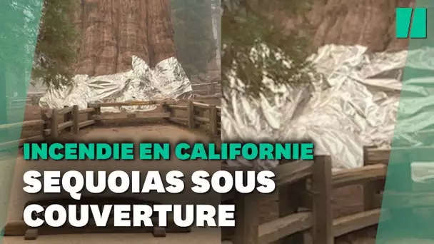 En Californie, des séquoias géants recouverts d'aluminium pour les protéger des incendies