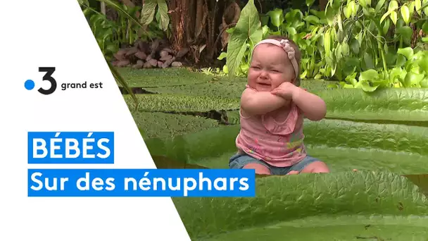 Des séances photo pour bébés sur des nénuphars géants