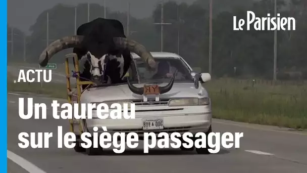 Etats-Unis : arrêté au volant de sa voiture avec un taureau d’une tonne sur la place passager