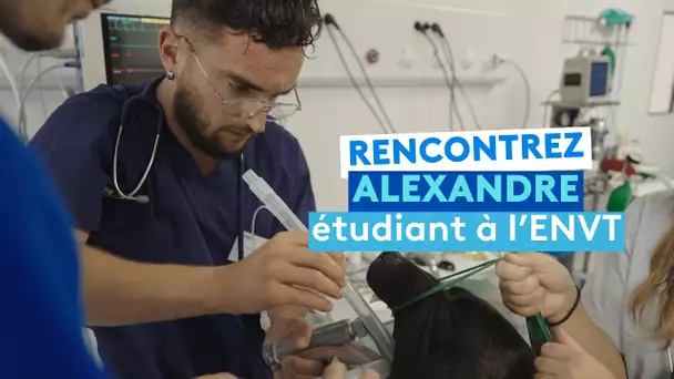 A l'école des vétos : Alexandre, étudiant à l'ENVT, raconte son expérience