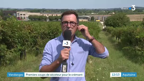 Dominique Furlan sur début vendanges pour le crémant de Bordeaux