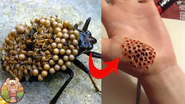 Les Insectes Les Plus Dangereux Au Monde !